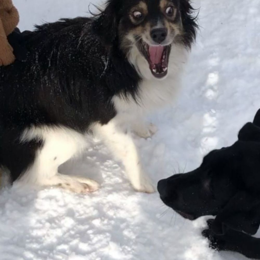 Meet your Posher, Holly